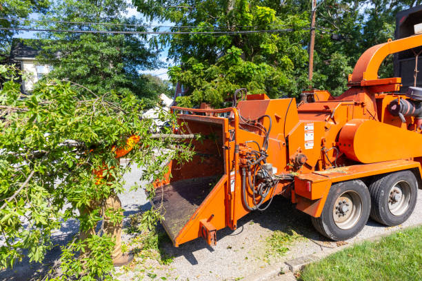 Dead Tree Removal in Spry, PA